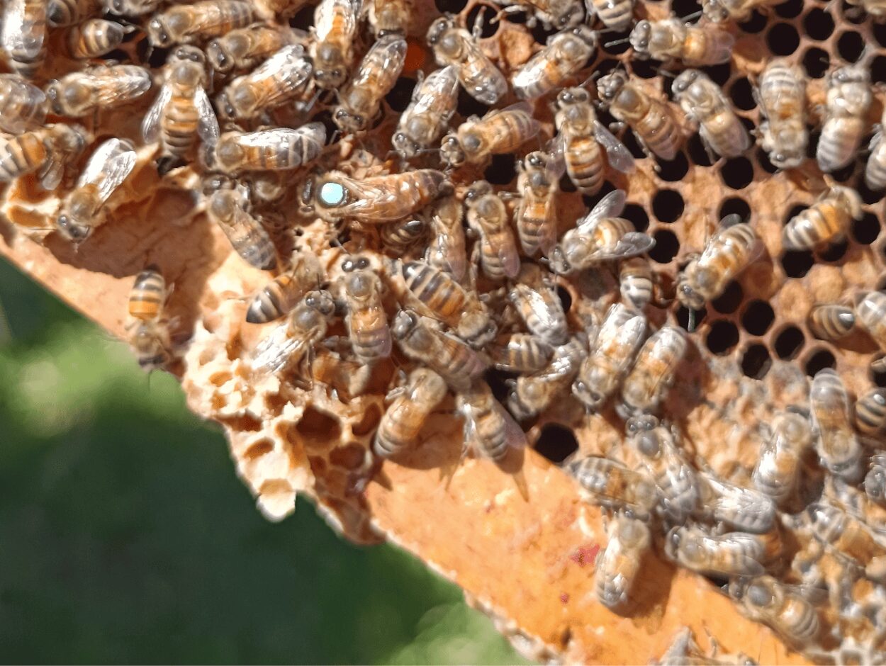 Abeilles 1